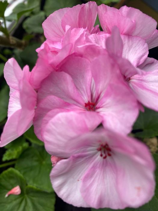 Пеларгонії свіжозрізи