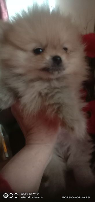 Цуценята Померанський шпіц.