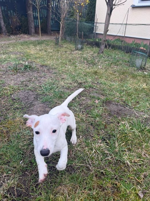 Suczka Jack Russel Terier