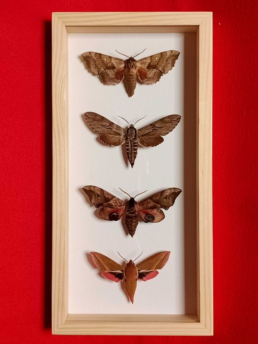 4 polskie ćmy w ramce 12x24 cm .