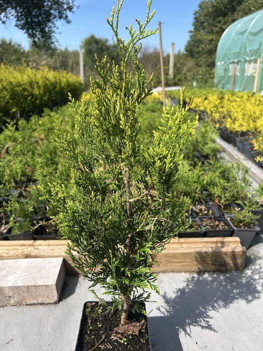 TUJA KÓRNIK – Thuja occidentalis – ok 60 cm – 10zł/szt.