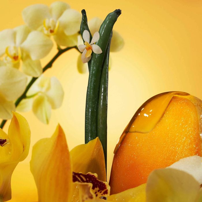 CALVIN KLEIN Euphoria Solar Elixir Parfum Intense