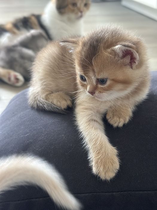 На любий смак)!Кошенятка шотландські.