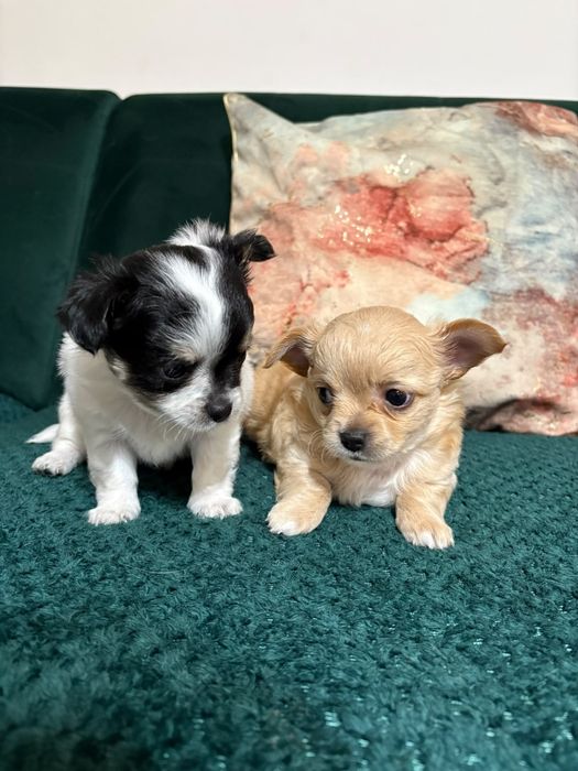Chihuahua maleńki piesek
