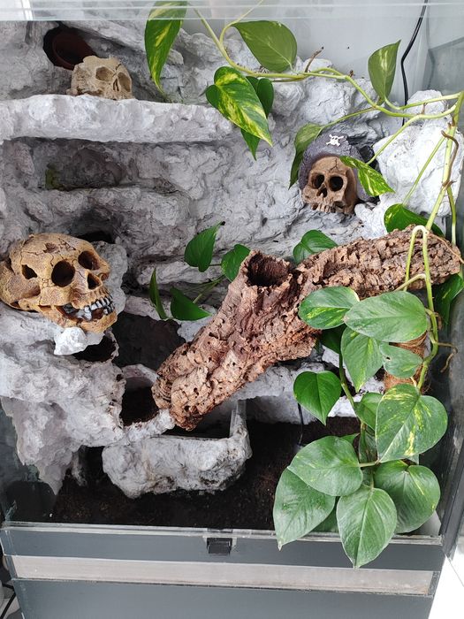 Terrarium  tropikalne z wodospadem, gekon, agama