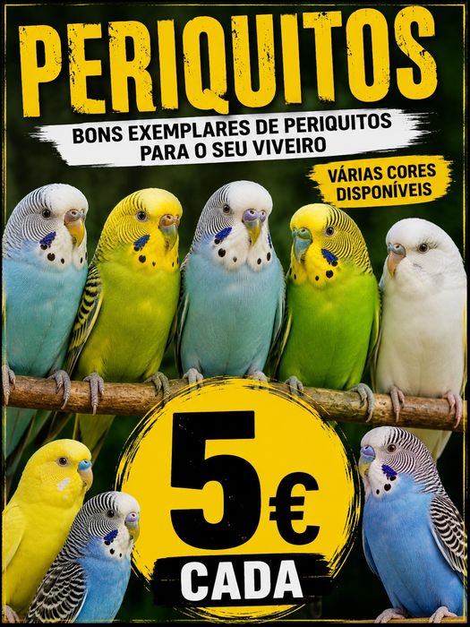 bons exemplares de periquitos, várias cores.