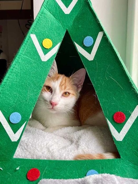 REZERWACJA EL - 7-miesięczny rudo-biały kochany kocurek do adopcji!