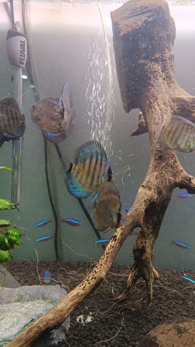 Vendo 3 discus saudáveis