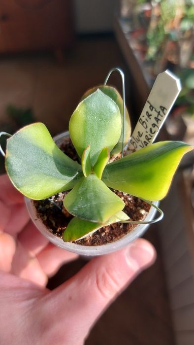 Crassula Blue Bird variegata  Крассула Блуберд вариегата
