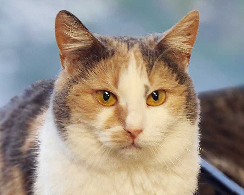 Мальва, 1,5 года, лапочка-трехцветочка в ожидании чуда! Кошка кот