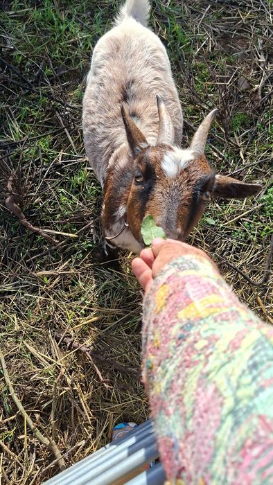 Cabritas Anas especiais