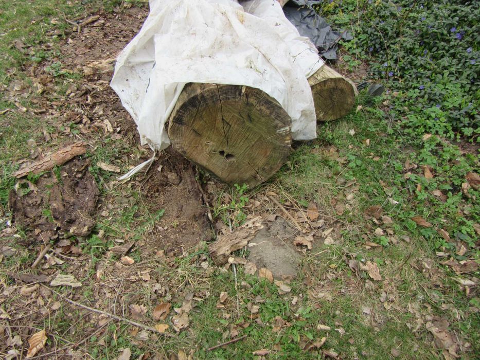 Drzewo dab do opalu i meblarstwa