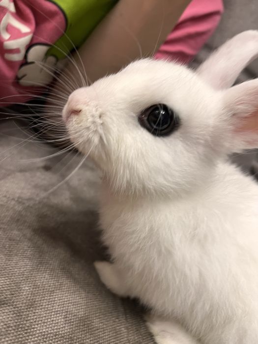 декоративний кролик