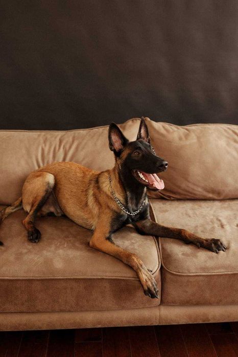 Бельгійська вівчарка Малінуа вязка КСУ чемпіон України