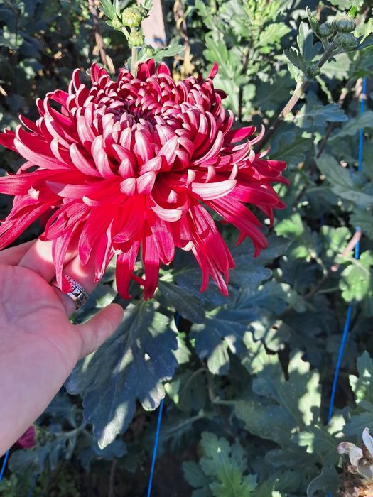 Хризантема Регалія Бордо черенок