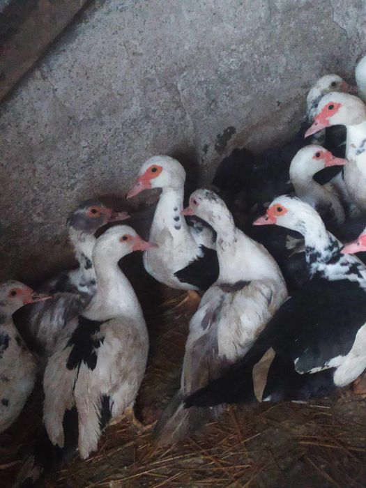 Sprzedam młode kaczki