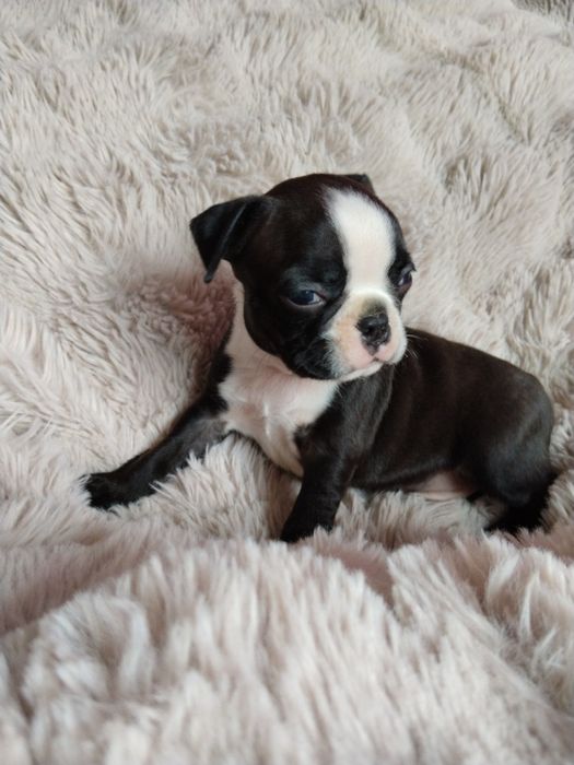 Boston terrier piesek