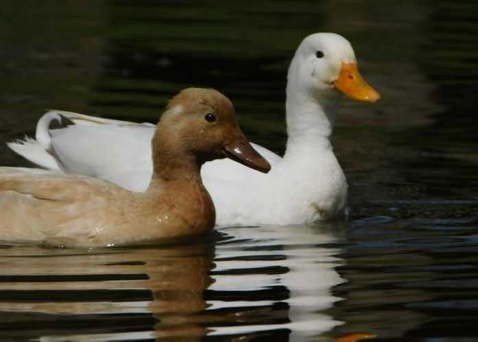 Kaczki Call Duck