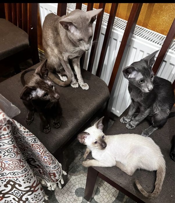 Кошенята орієнтальні