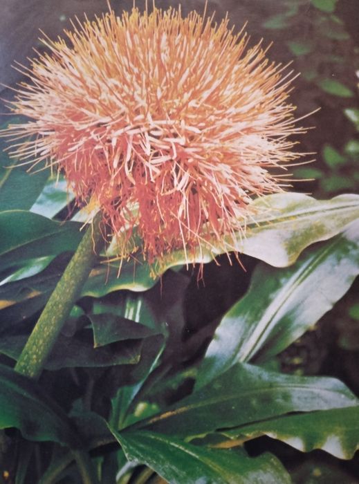 Гемантус Катерина