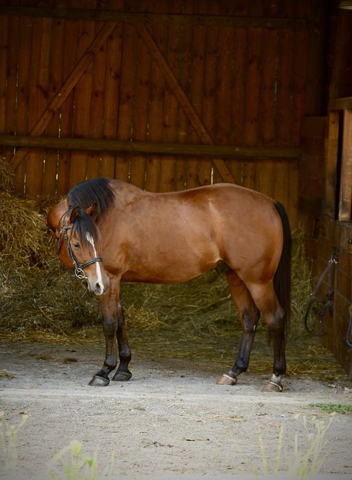 Wałach Quarter Horse
