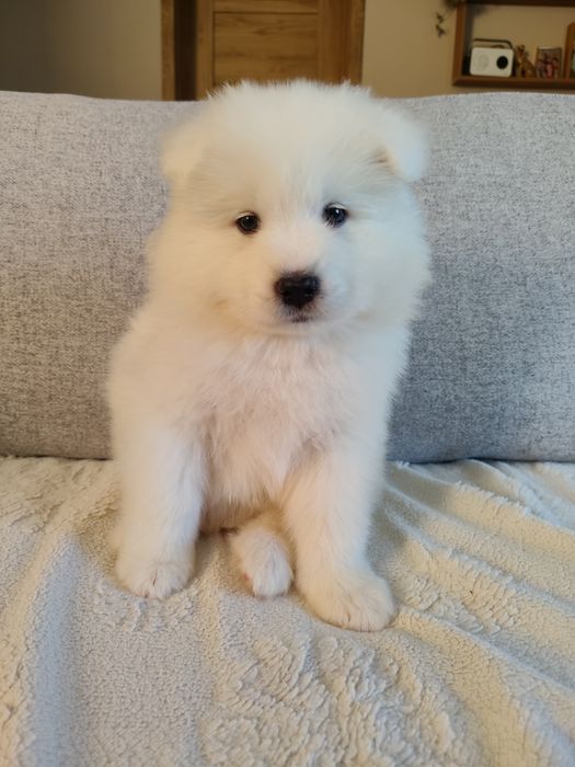 Samoyed szczenię ZKwP FCI