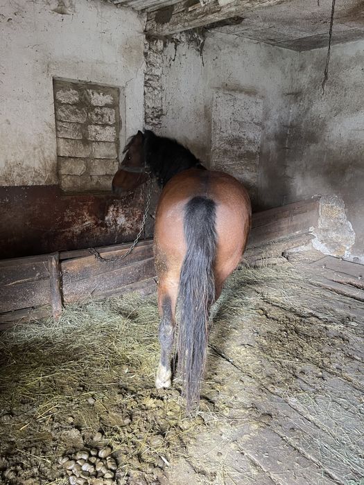 Продаётся кобыла