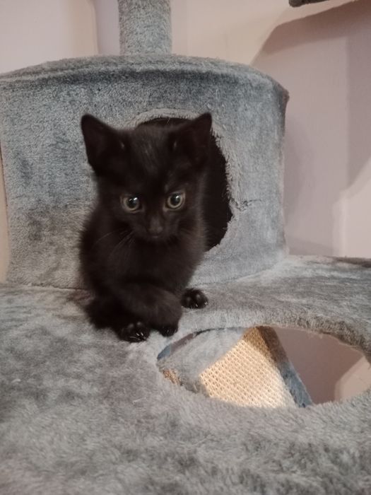 Oddam kotków w dobre ręce