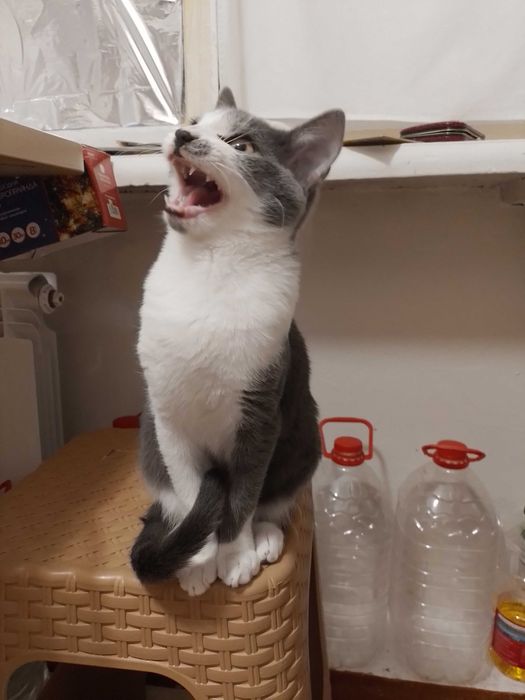 Кіт, кот, кошеня, котенок