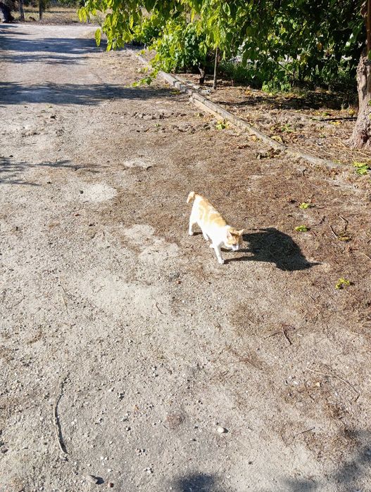 Gatinho Amarelo e Branco