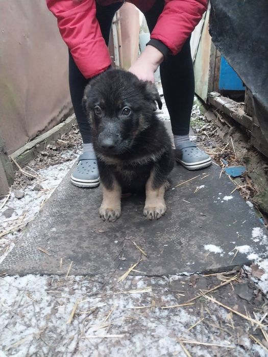 Продам щенков немецкой овчарки