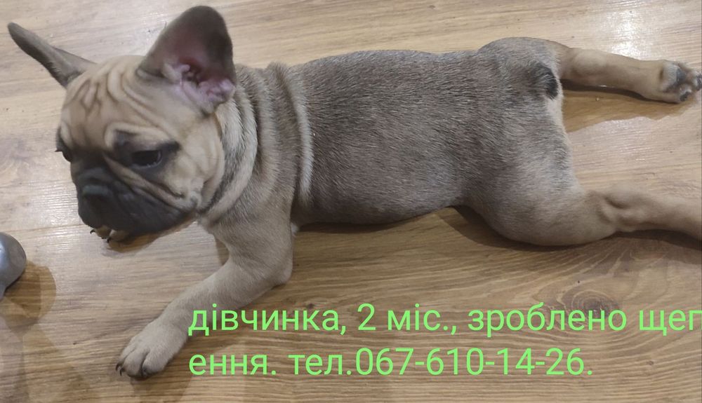 Французький бульдог