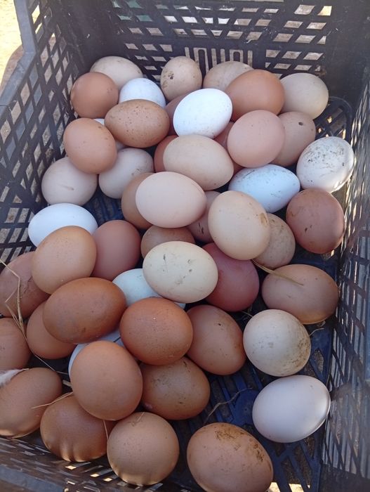 Vendo ovos caseiros