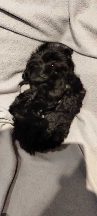 Yorkshire terrier Black pies