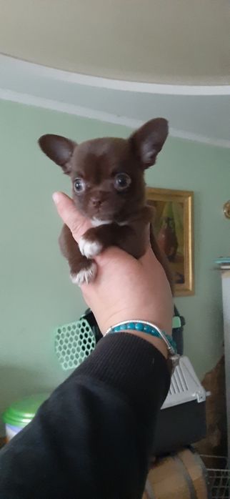 Чихуахуа девочка и мальчик