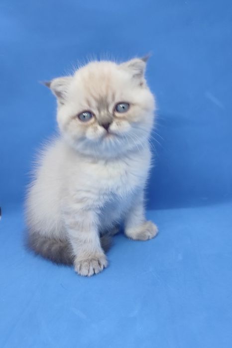 Скотиш фолд , вислоухий , шотландский