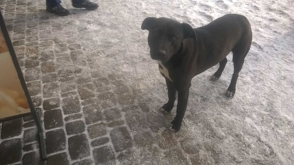 Пес шукає домівку