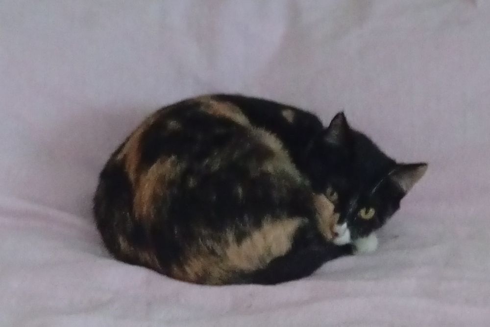 Gatas para adoção responsável