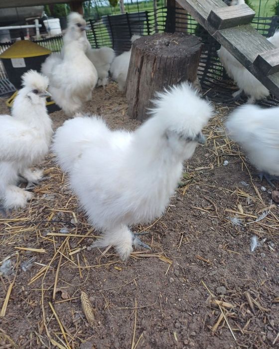 Koguty silki ozdobne