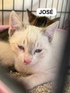 Gatos bebés para adoção