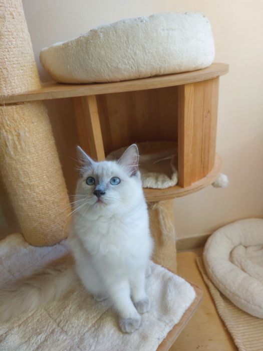 Kotka  Hesia Ragdoll FPL/ FIFE .