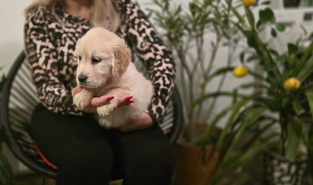 Golden retriever szczeniak