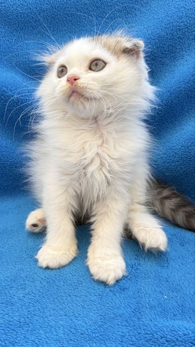 Femea scottish fold de pelo longo