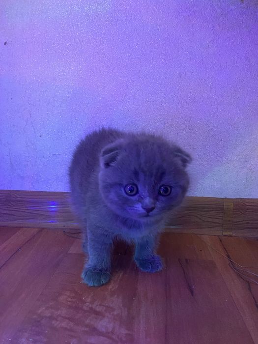 Блакитні красунчики