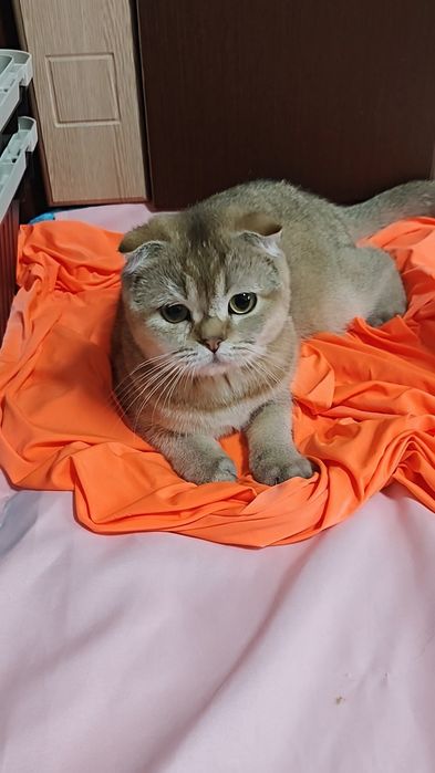 Чистокровная вислоухая кошечка в золотом окрасе