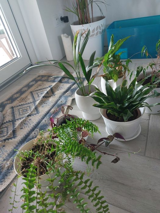 5 Kwiatków doniczkowych