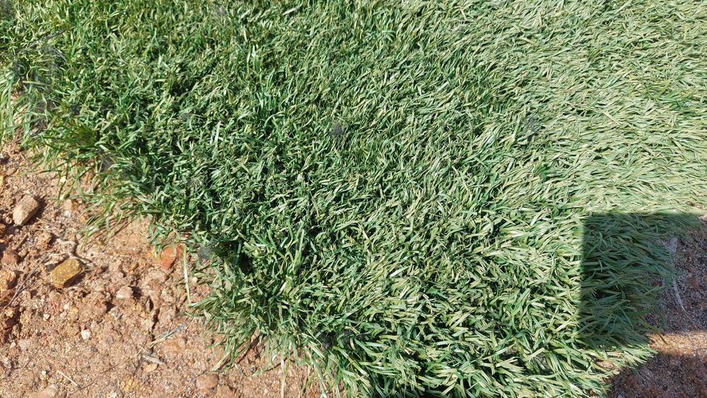 Relva sintetica profissional