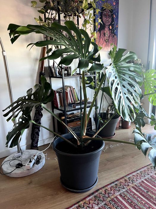Monstera deliciosa Adulta em Vaso  - Folhas 60 cm