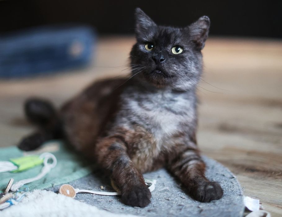 Piękny Kovu czeka na domek- pomożesz?