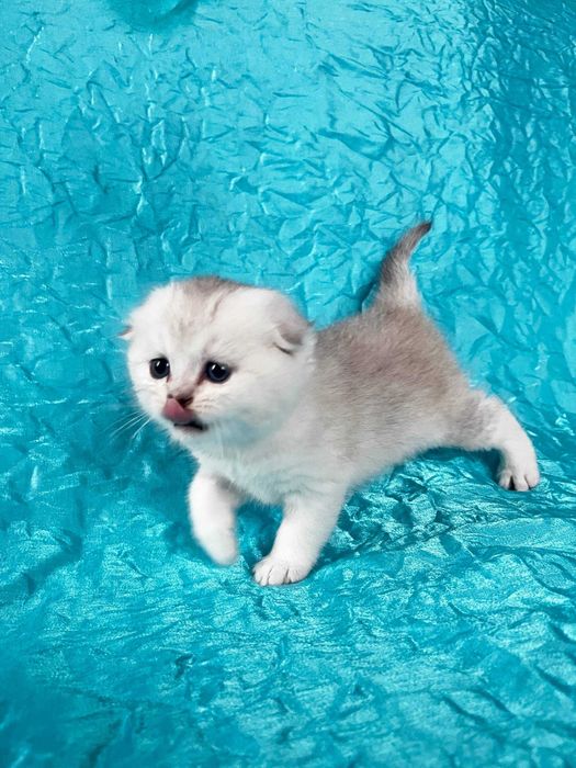 Кішечка Срібна шиншила